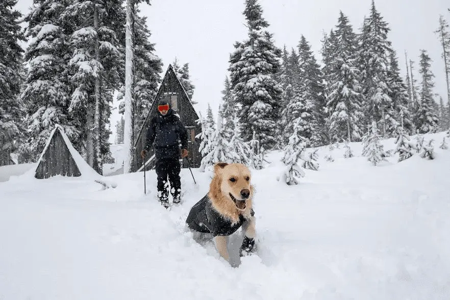 Cloud Chaser Waterproof Dog Coat