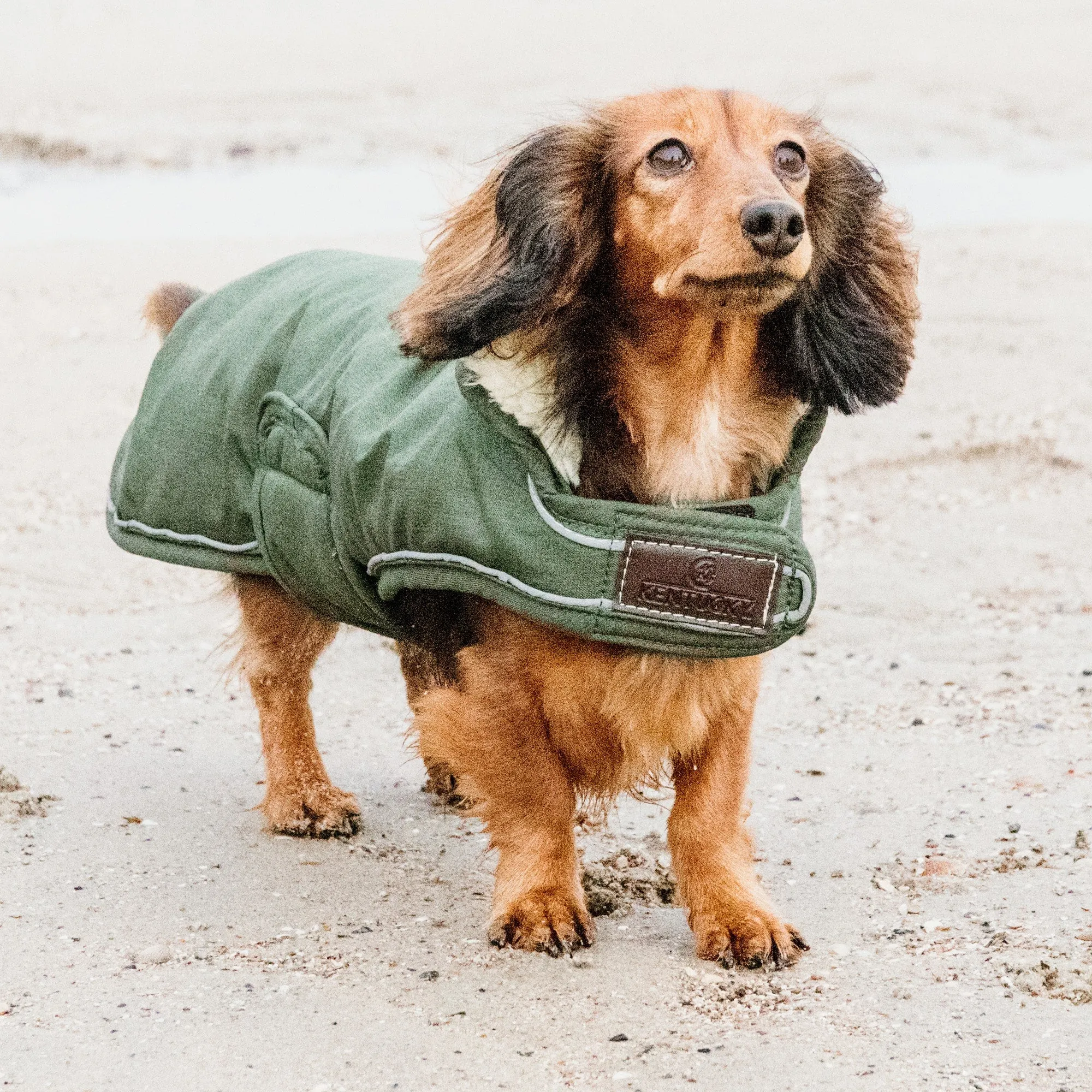 Kentucky Dogwear Waterproof Dog Coat - Olive Green