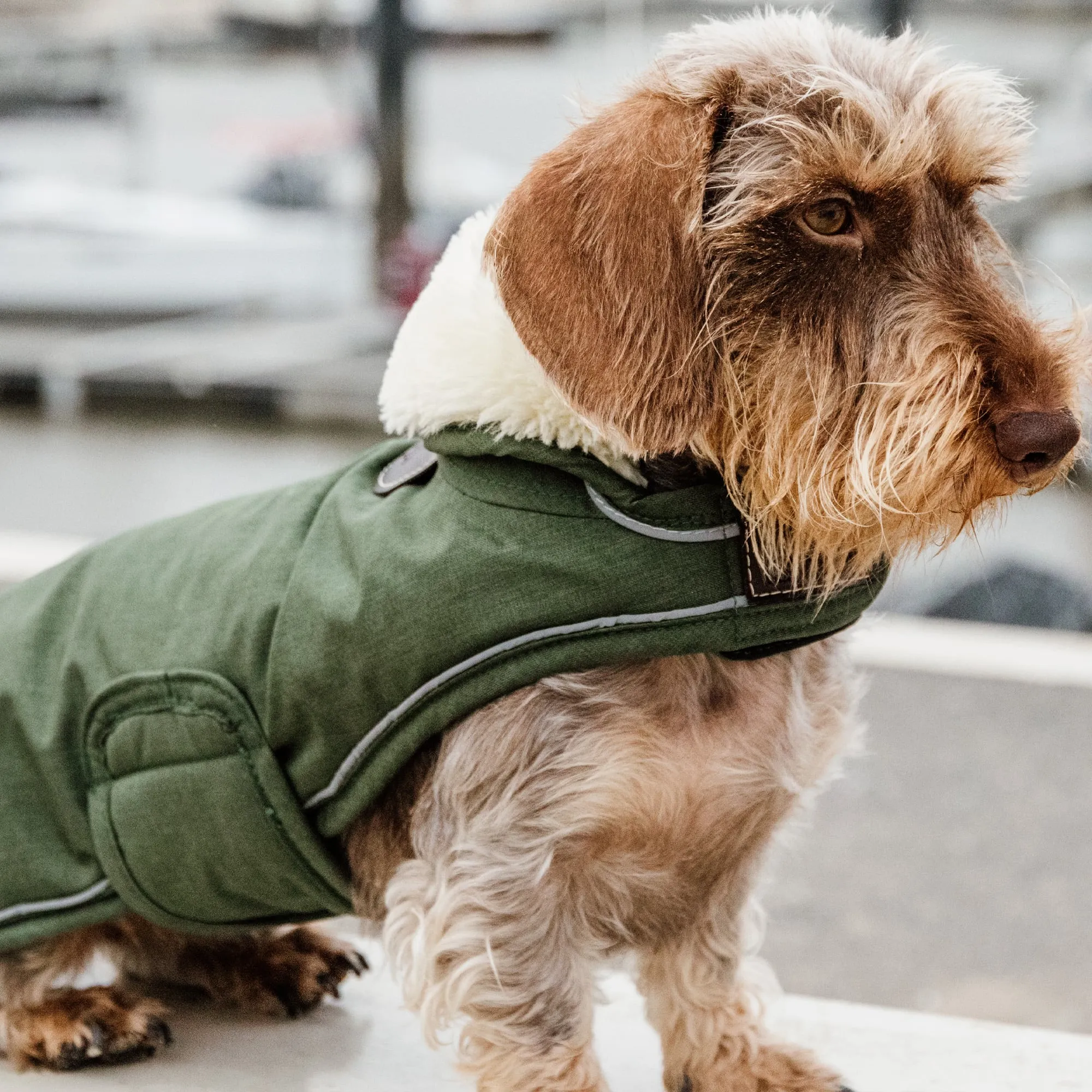 Kentucky Dogwear Waterproof Dog Coat - Olive Green