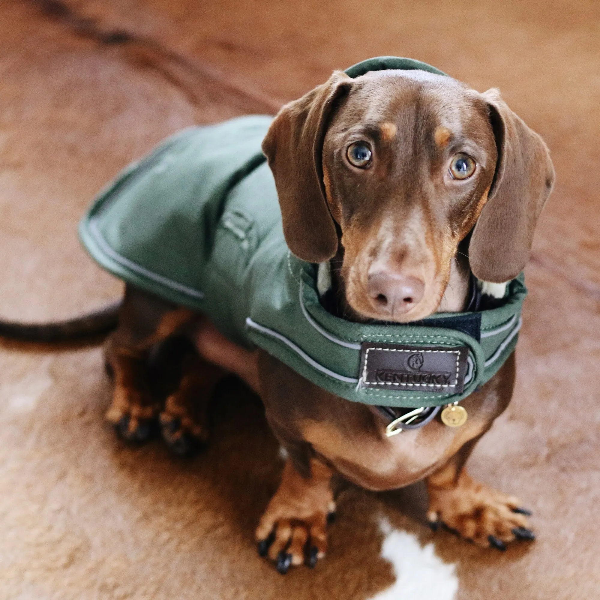 Kentucky Dogwear Waterproof Dog Coat - Olive Green